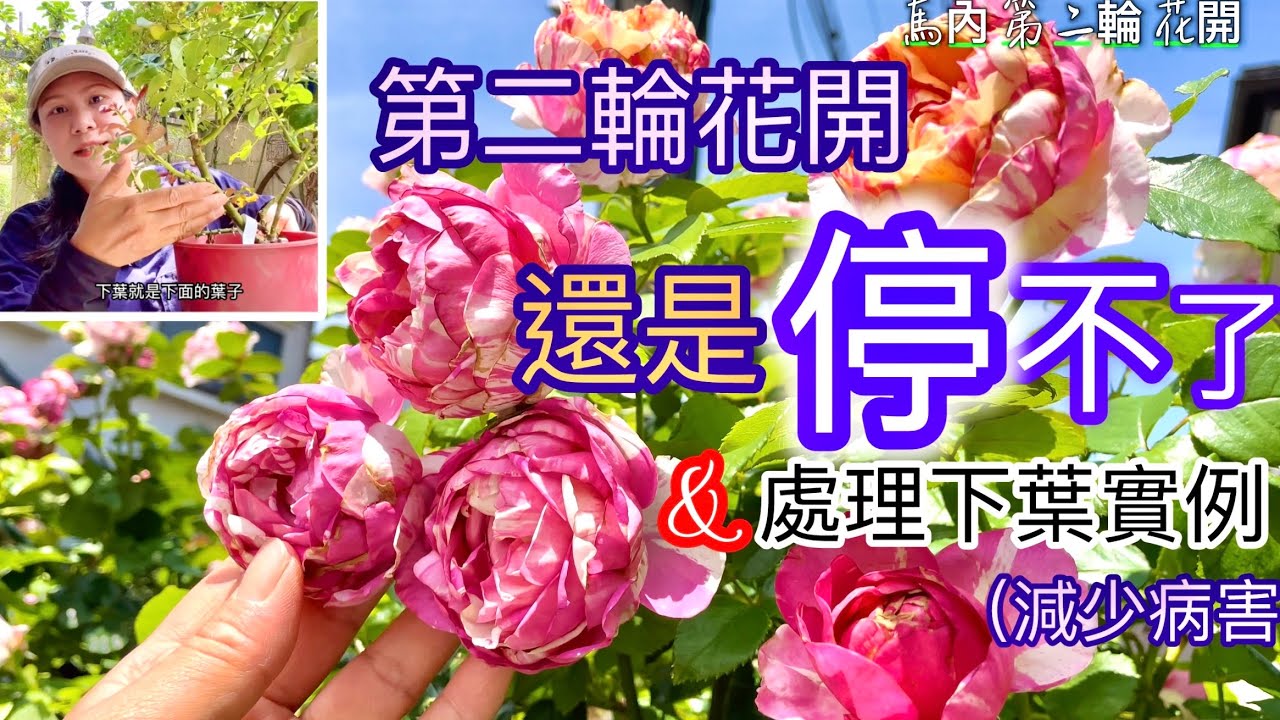 第二輪花開驗證了馬內的多花與健壯｜如何處理玫瑰下葉促使通風降低病害