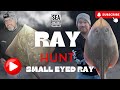 Ray hunt  fishing small eyed rays  sea fishing uk  non stop ray fishing action 