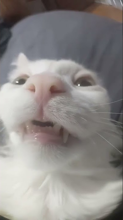 Mentahan Helikopter Kucing Meme