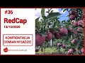 #36 - RedCap - małe jabłka bez przerzedzania - zbiory jabłek 2020 - sadownictwo - apple picking