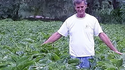 Como fica a aposentadoria rural com as novas regras?
