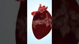 The Heart Symbol Explained