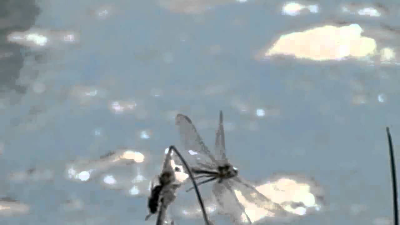 Gomphus pulchellus 1 décollage 1.wmv