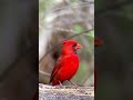 Cute bird