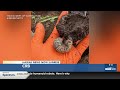 New restrictions in place to prevent Coconut Rhinoceros Beetle spread