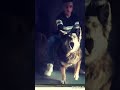 غلو سعر الكلاب علشان بقت اوفا من الصحاب غلو سعر الكلاب علشان بقت اوفا من الصحاب