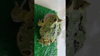 Fantasie Pacman Kikker Kwaakt