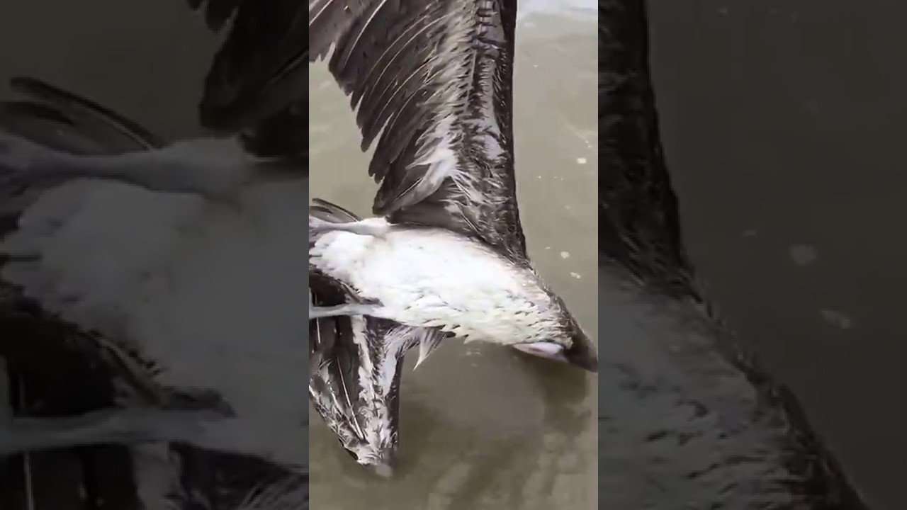 FFOS:  What are the Gulf of Paria pelicans eating?