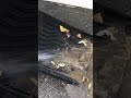How easy to clean! #lasfit #floormat #offroad