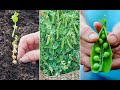 Como Plantar GUISANTES - GUIA de cultivo desde la SIEMBRA hasta la COSECHA || La Huertina De Toni