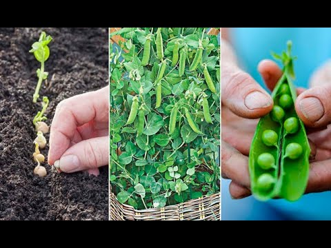 Vídeo: Com plantar gerds a la tardor: una guia pas a pas