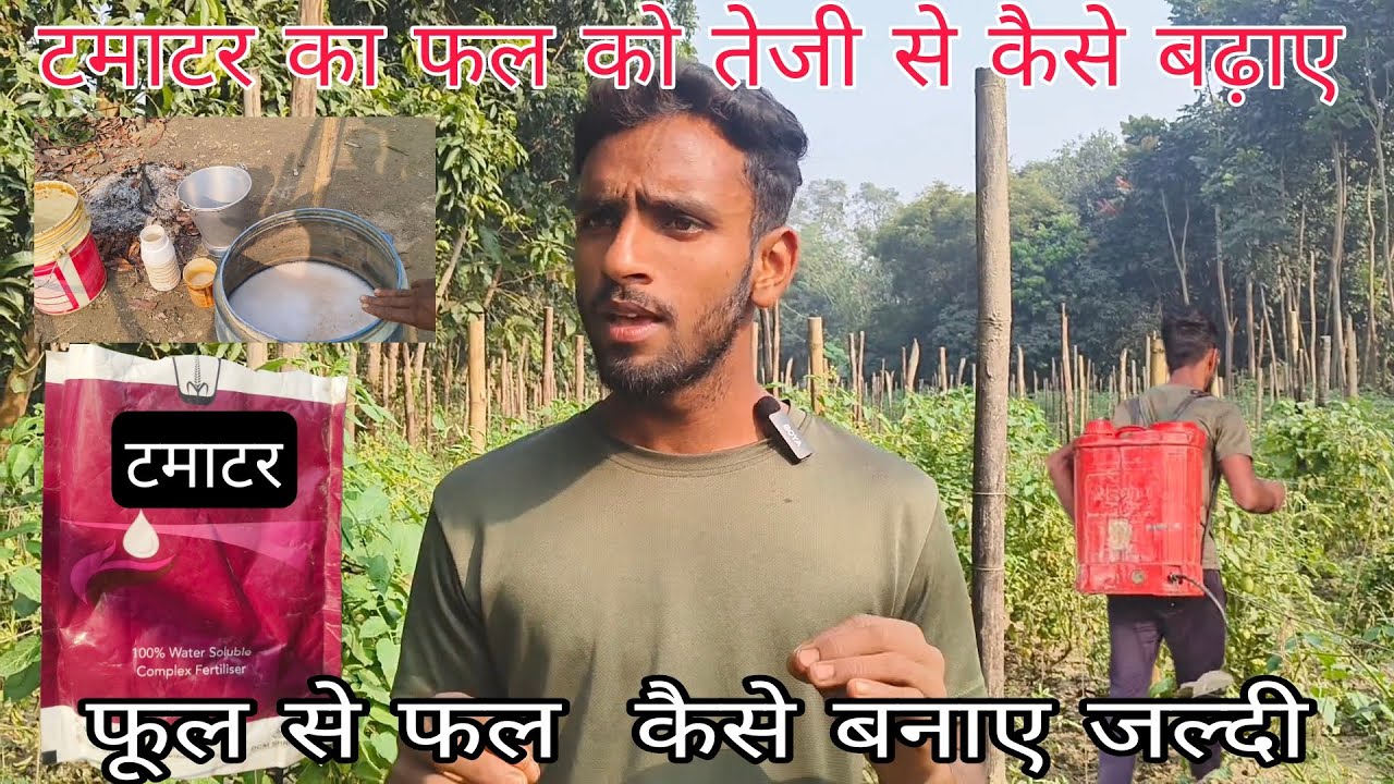 टमाटर का फल को जल्दी कैसे बढ़ाए ll फुल को फल में कैसे। कन्वर्ट करे ll videoviral ll 