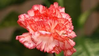 lecture No 6 Dianthus 2020