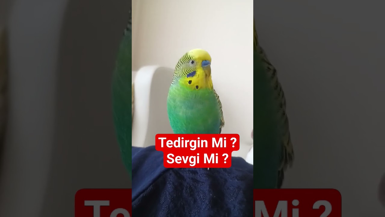 Kuşunuz Neden Sürekli Gagasını Tıklatıyor? Cevabı Şaşırtıcı! 🐦🔍 #muhabbetkuşu #birds #budgies