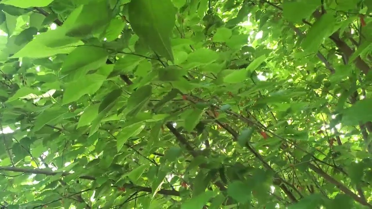 A classic! Wacissa mulberry! Its Raining Berries, open wide...