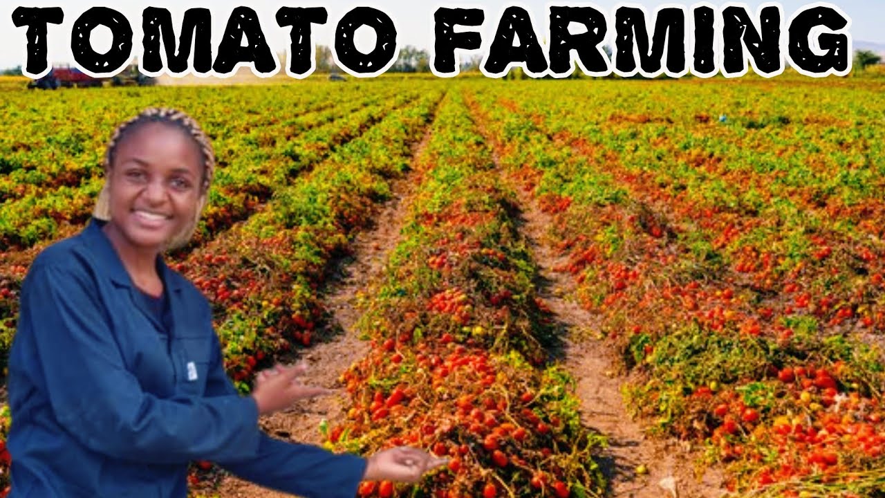 НЕРАССКАЗАННАЯ ПРАВДА О ВЫРАЩИВАНИИ ПОМИДОРОВ 🍅🍅🍅