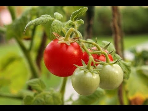 ⟹ Husky Cherry Red Tomato - LOWES F-2 TOMATO