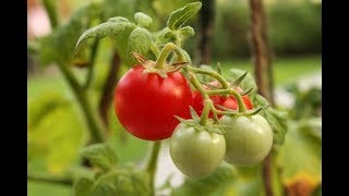 ⟹ Husky Cherry Red Tomato - LOWES F-2 TOMATO