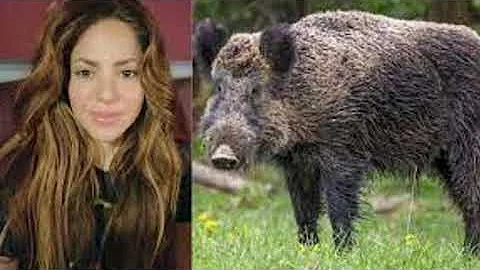 Shakira and her son attacked by a pair of wild boars during a walk in the park