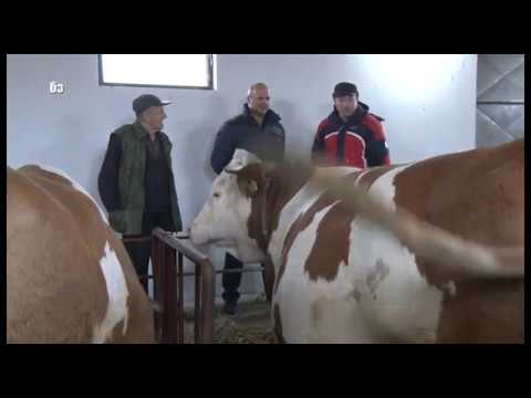 Video: Koliko krava ima ranč Haris?