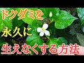 ドクダミ駆除|除草剤不要でドクダミを永久に生えなくする方法