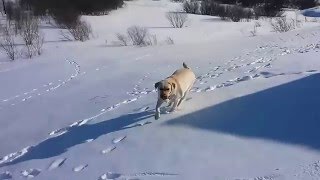 Лабрадор катается с горки( Labrador riding a roller coaster) Лабрадор катается с горки( Labrador riding a roller coaster)