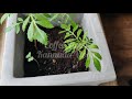 Balcony Garden update April 2021 || || Edible Garden || Youtube shorts || Shorts - 1