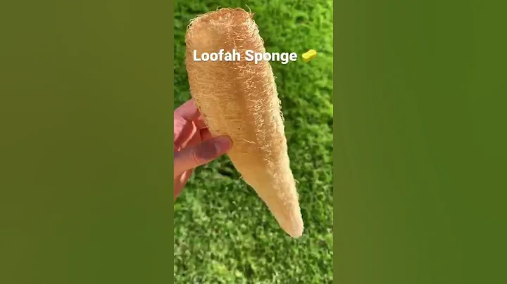 Make Loofah Sponge 🧽 (P260) #shorts | Chill With Me