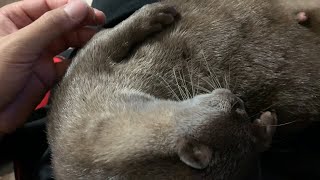 Otter Charm Points [Otter life Day 52] カワウソのチャームポイント