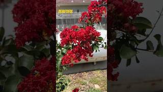 How to make a Beautiful Crape Myrtle bouquet from #cuttings #shorts #diy