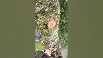 🌲The way of Cutting trees🪓😱 #chainsaw #safety #outdoors #shorts #fypシ゚viral #fyp #tiktok #trending