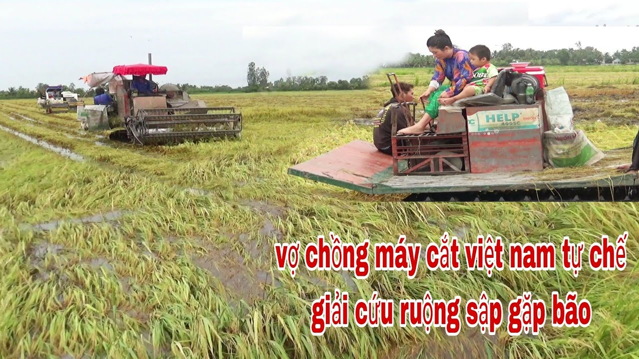 XEM BỘ HAI MÁY CẮT LÚA VIỆT NAM TỰ CHẾ CẮT LÚA SÂP MÙA MƯA BÃO NẰM NƯỚC