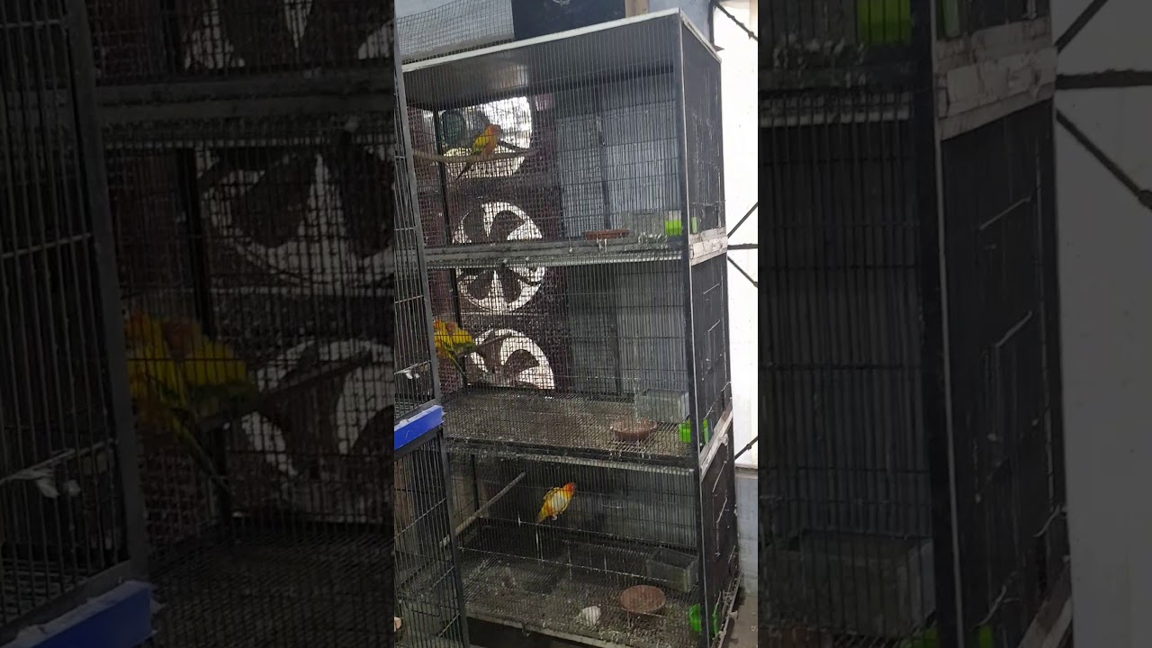 Aviary Birds Breeding Farm Sahiwal,