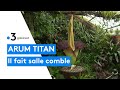 Le phallus de titan a fleuri au jardin botanique de nancy  la foule de visiteurs est constante