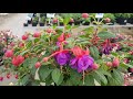 Садовый центр Флос/ Обзор, растения,цены/Где  купить цветы и растения
