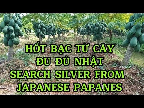 Video: Sự thật về Cây Du Nhật Bản - Mẹo Trồng Cây Du Nhật Bản