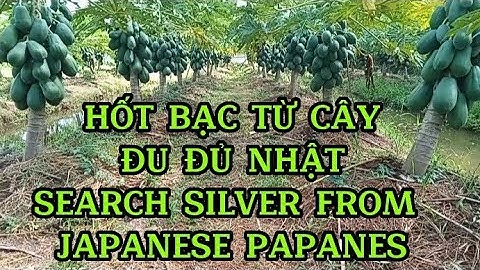 HỐT BẠC TỪ CÂY ĐU ĐỦ NHẬT SEARCH SILVER FROM JAPANESE PAPANES #232| Giải Trí Miền Tây