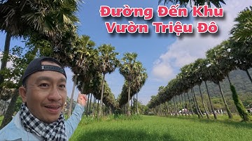 Bật Mí Lộ Trình Đến Vườn Thốt Nốt Cổ Thụ Triệu Đô Tại Bảy Núi - Góc Sống Ảo Đẹp Nhất An Giang 