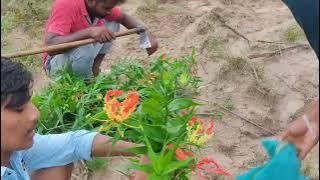polala festival flowers serching