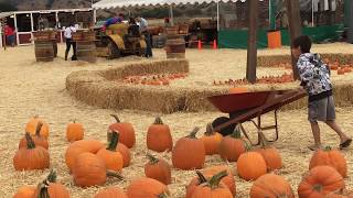SPINA FARMS - Pumpkin Patch