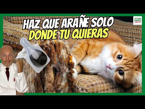 Cómo evitar que tu gato arañe el sofá y otros muebles