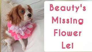 At FOUR Months Old  A Cavalier King Charles Spaniel Performance Called Beauty's Missing Flower Lei