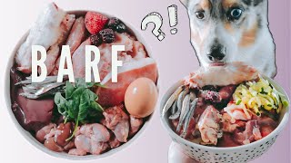 What Is The Barf Diet?