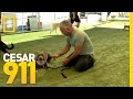 Basic Obedience Training | Cesar 911