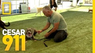 Basic Obedience Training | Cesar 911