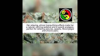 MIXTAPE GAS ONLY 420