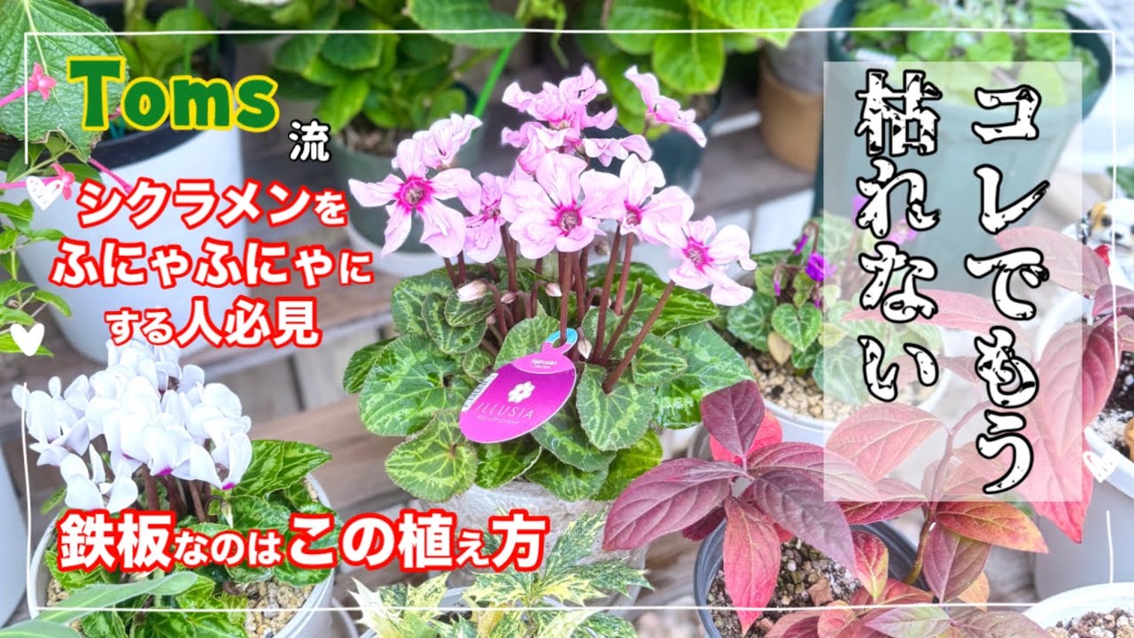 ３年は植え替えしていない 氷山 How to grow cyclamen
