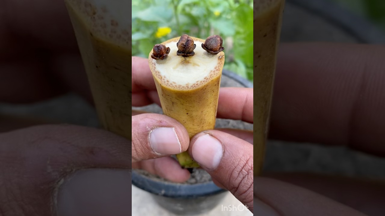 🌿 Как вырастить гвоздику дома в горшке | Руководство по выращиванию гвоздики