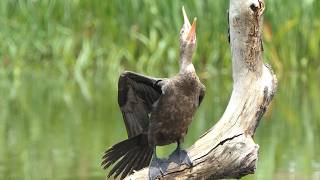 Young Neotropic Cormorant fights off heat and drowsiness