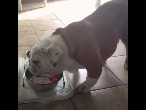 When Gerald the bulldog eats watermelon, things get messy. camera iphone 8 plus apk